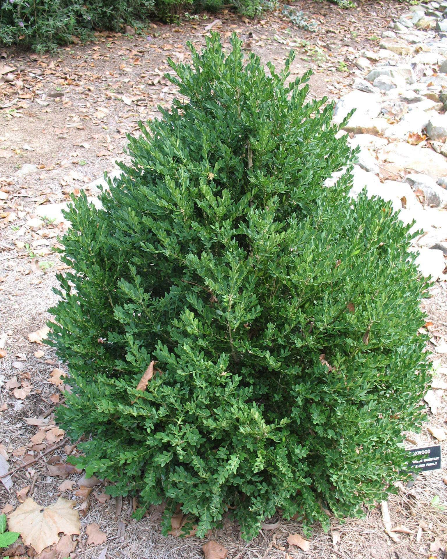 02752 Premier Plant Solutions Green Mountain Boxwood G3 