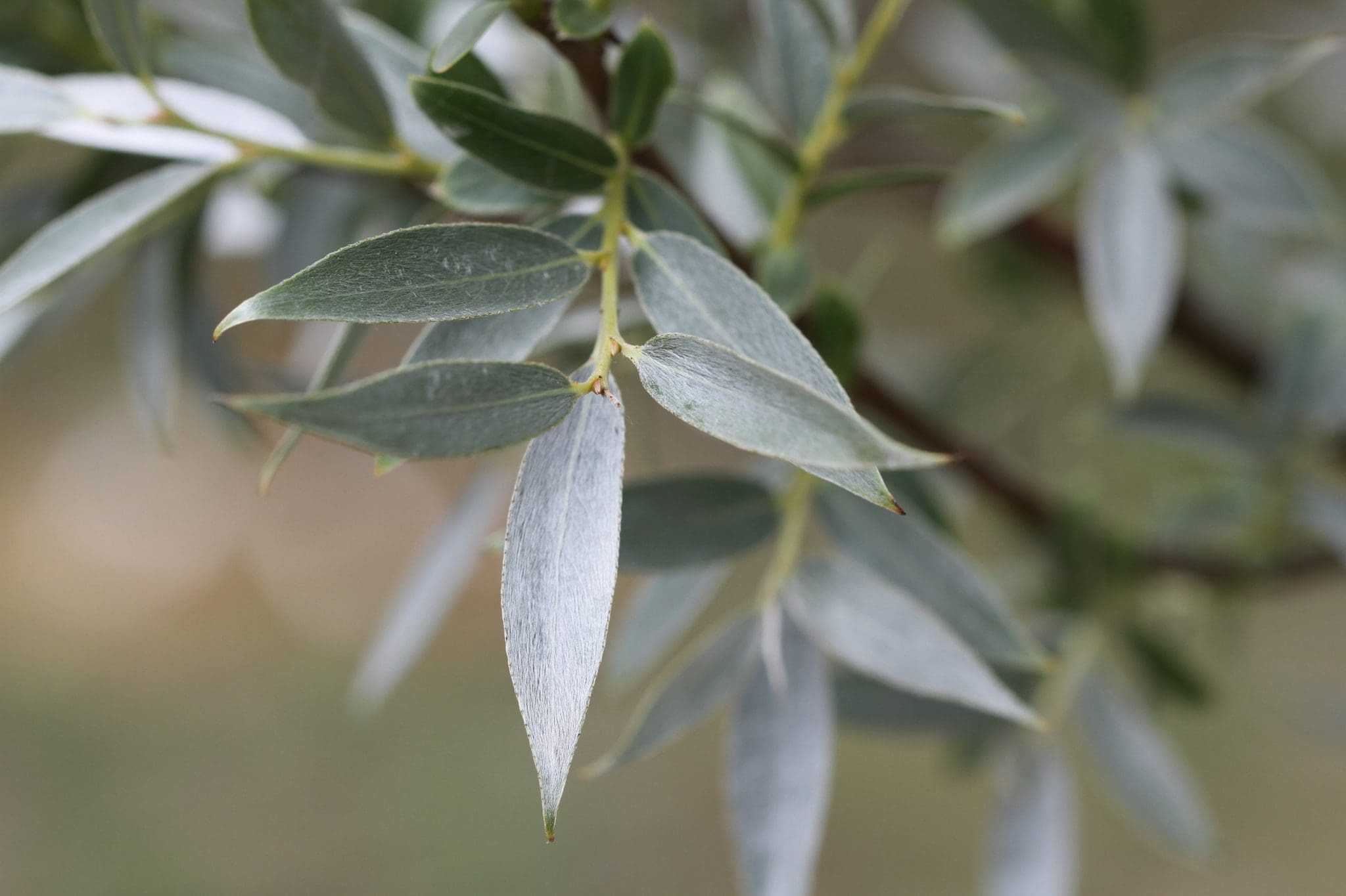 Willow Silver Countryside Garden Centre