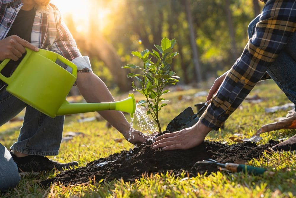 How to Water Newly Planted Trees and Shrubs