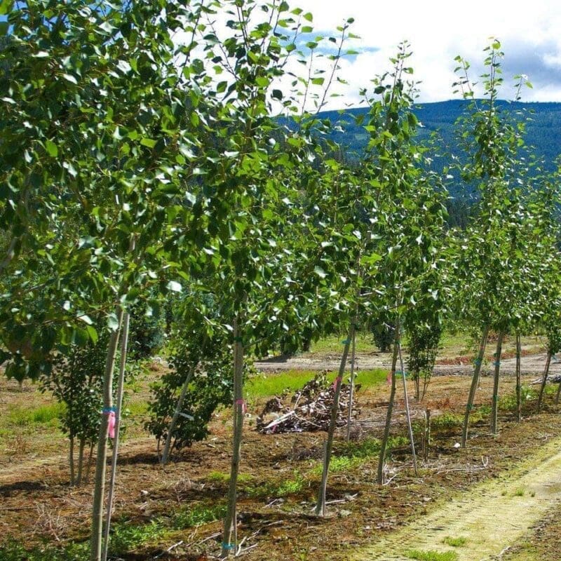 Poplar 'Okanese' in Calgary Countryside Garden Centre
