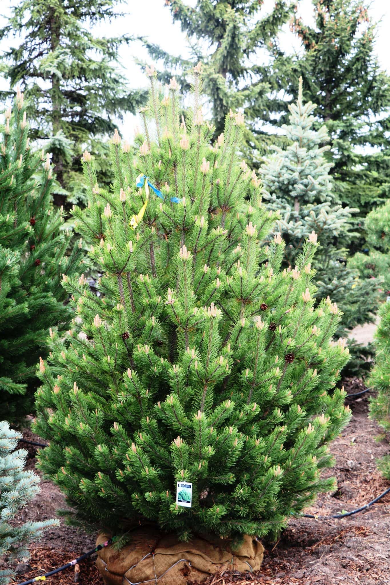 Mountain Pine is a evergreen tree with a upright spreading growth pattern.